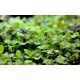 Насіння мікрозелені Фенхель, мікрогрін